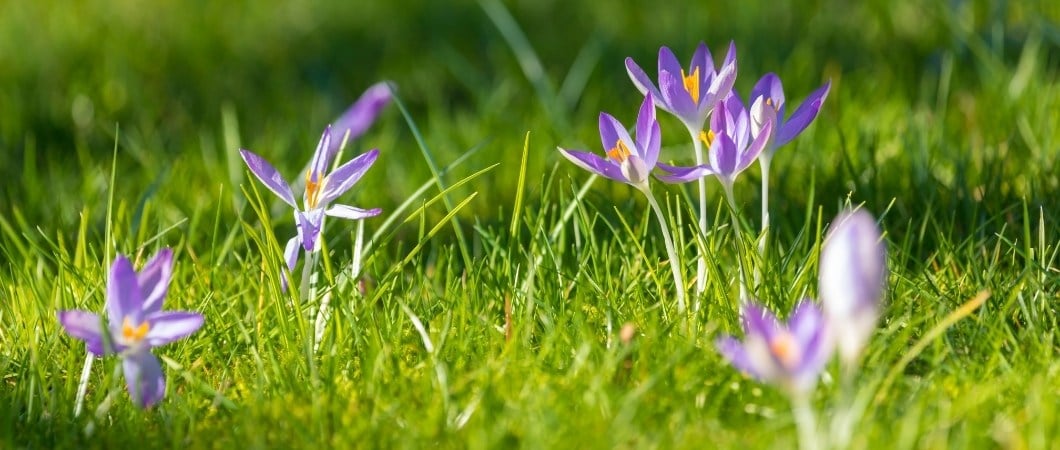 Rasenpflege Frühling