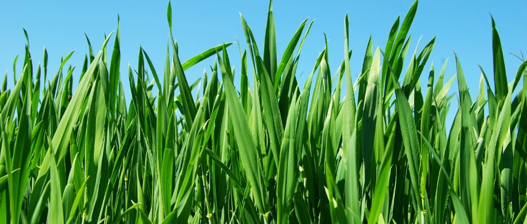 Rasenpflege Sommer