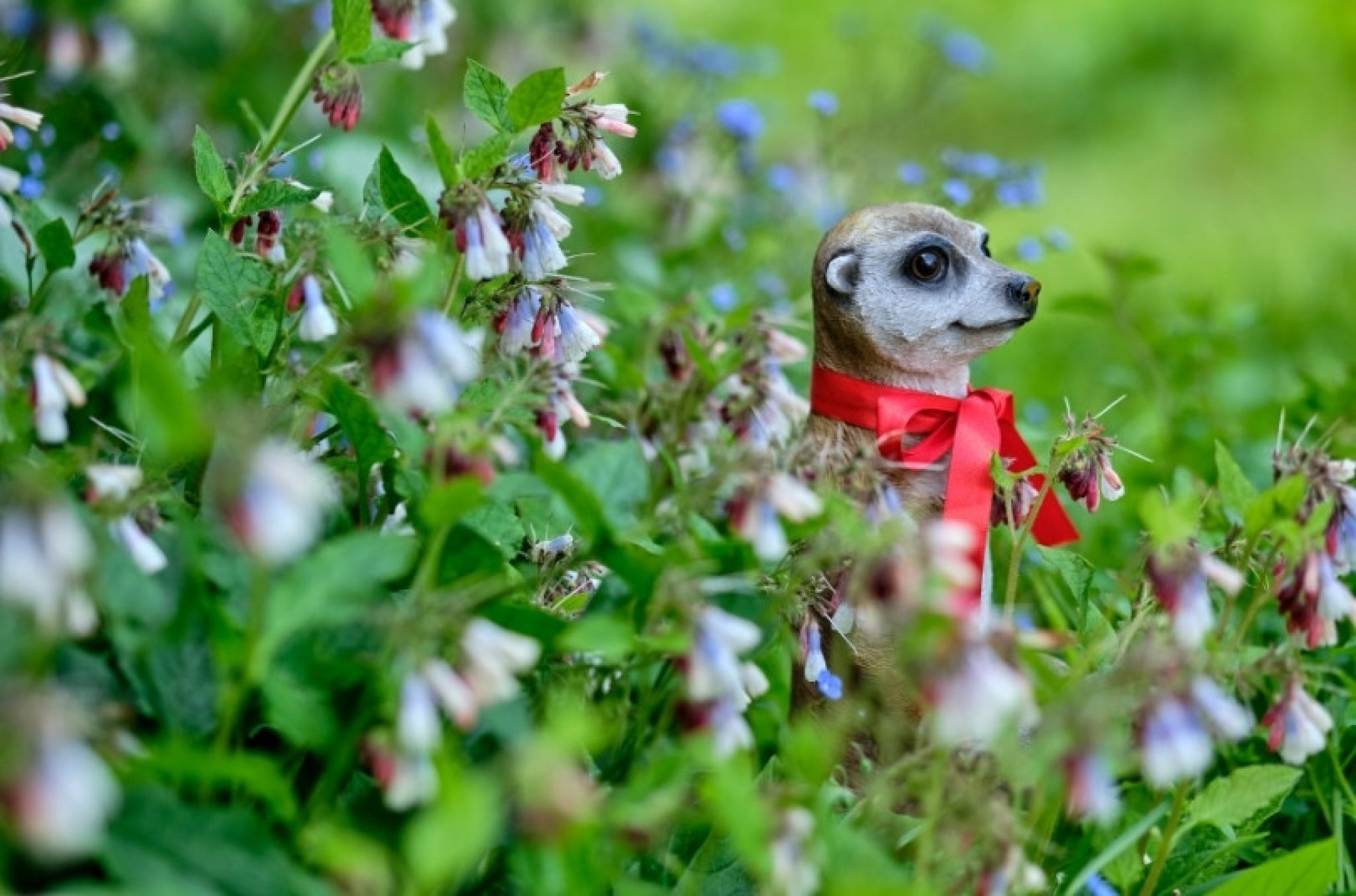 Die 7 schönsten Erdmännchen Figuren für den Garten