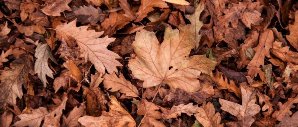 Herbstlaub