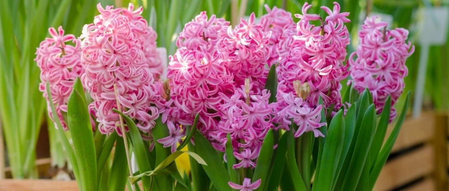 Die 11 schönsten Frühlingsblumen für den Garten