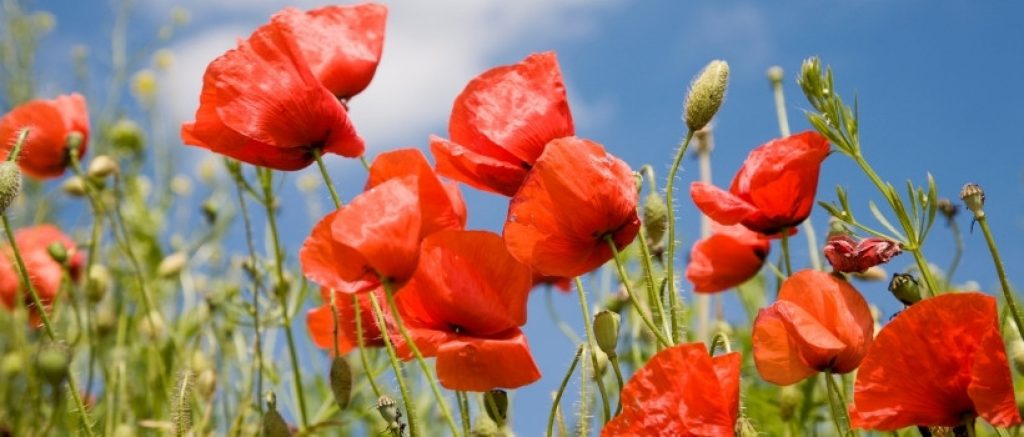 Klatschmohn