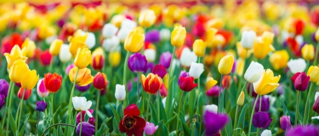 Tulpe