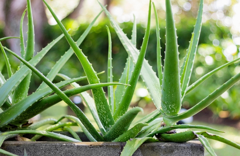 Aloe Vera pflanzen, pflegen und vermehren