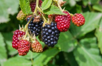 Brombeere pflanzen, pflegen und vermehren