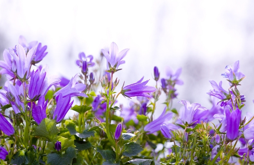 Glockenblume pflanzen, pflegen und vermehren