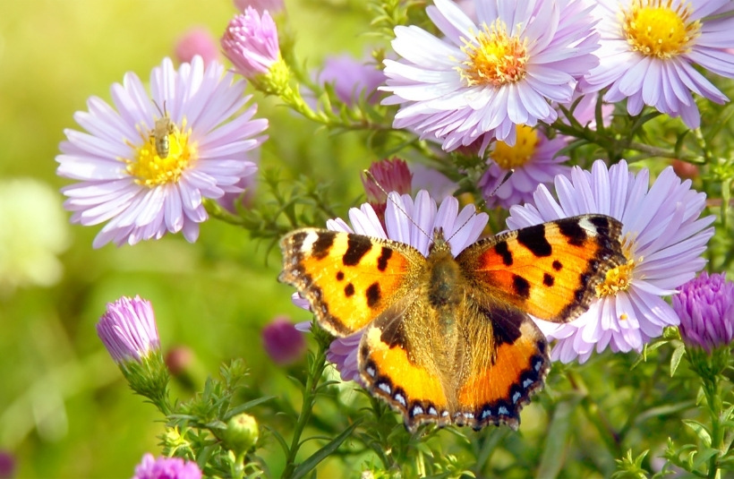 Insektenfreundlicher Garten