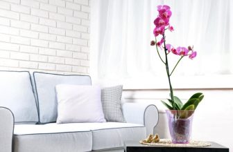 Orchideen Standort und Pflege