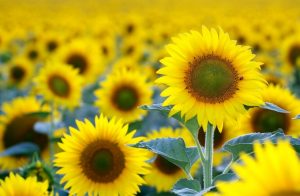 Sonnenblume
