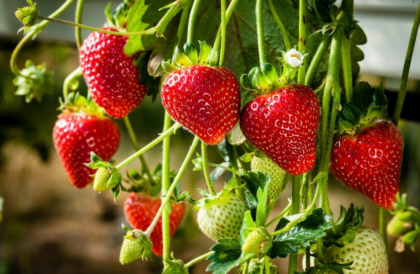 Erdbeeren pflanzen und pflegen