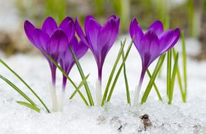 Krokusse im Schnee während der Gartenarbeit im Februar