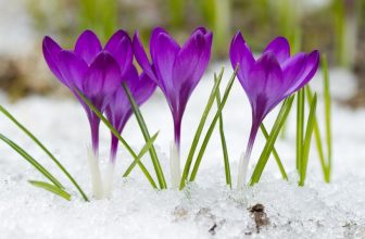 Krokusse im Schnee während der Gartenarbeit im Februar