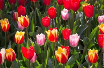 Gartenarbeit im April