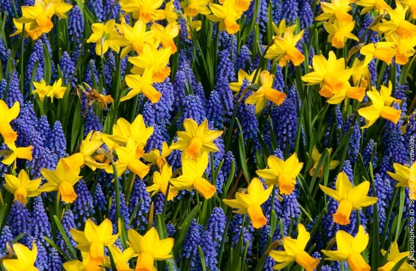 Narzissen und Hyazinthen im Garten