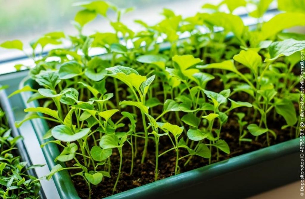 Paprika vorziehen auf der Fensterbank