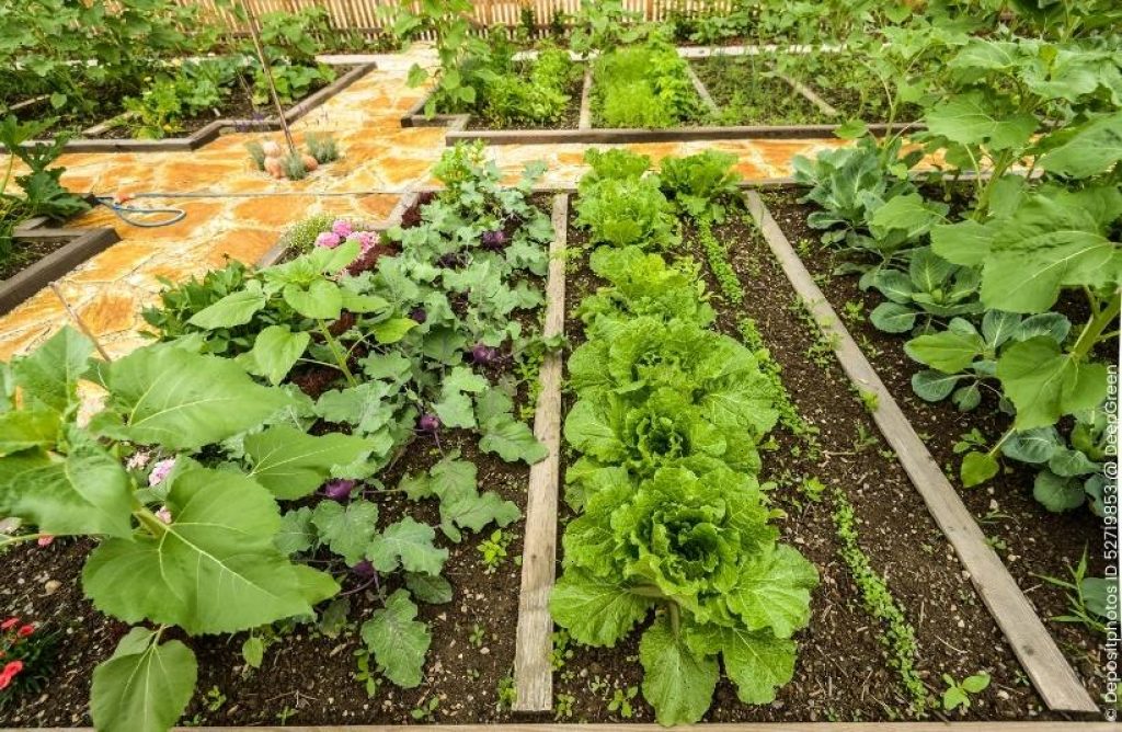 Gemüsegarten im Mai