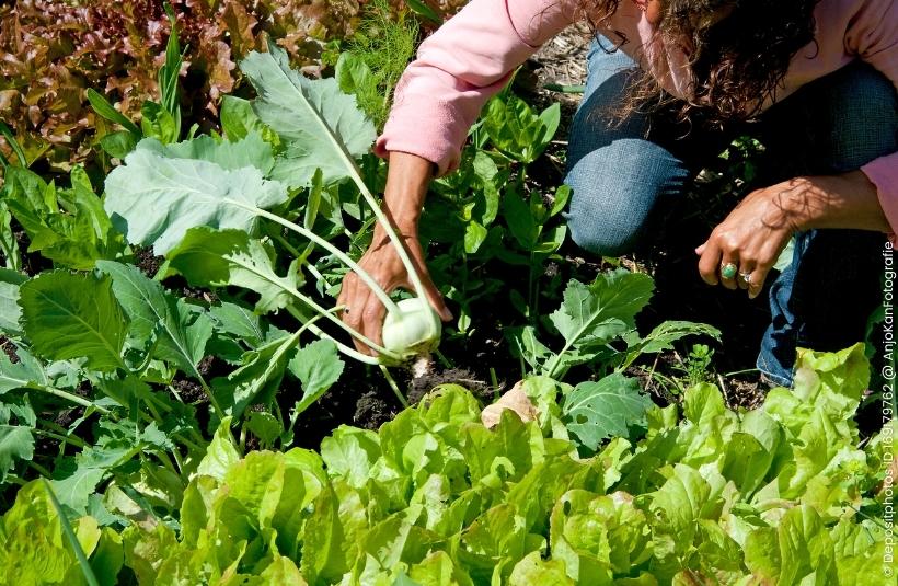 Kohlrabi ernte bei der Gartenarbeit im Juni
