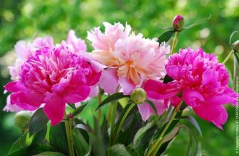 Blühende Pfingstrosen im Juni