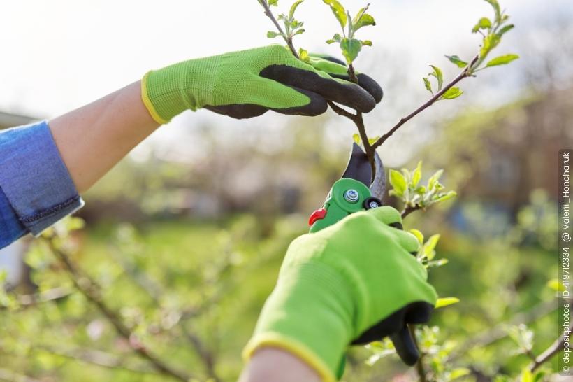 Obstbaum Beschnitt Juli