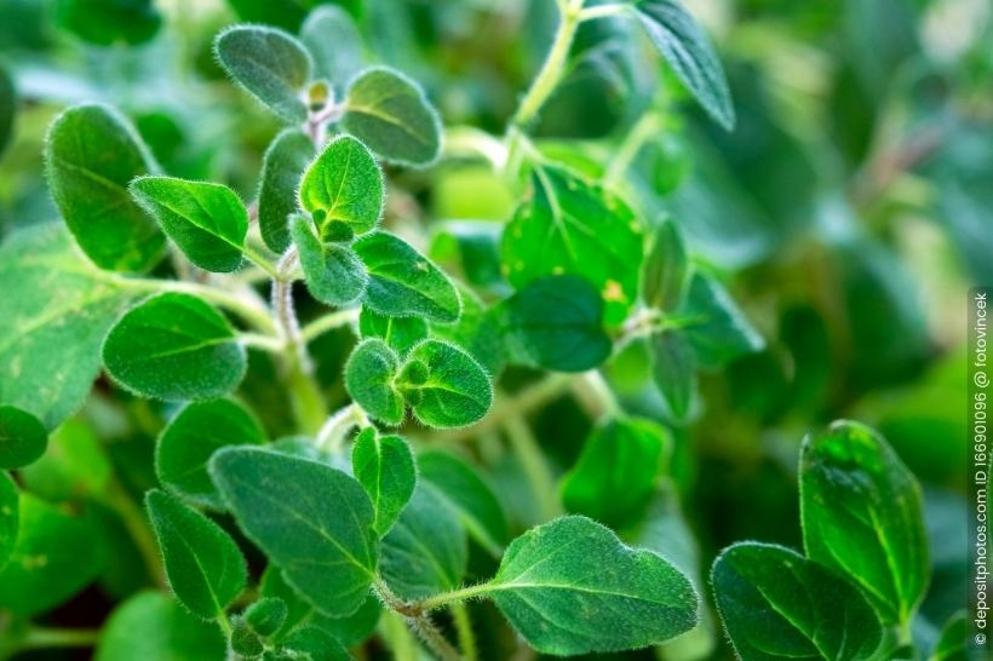 Oregano pflanzen, pflegen und vermehren