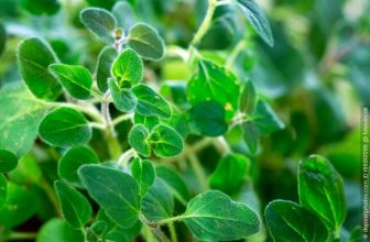 Oregano pflanzen