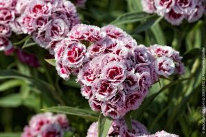 Gartenarbeit im August