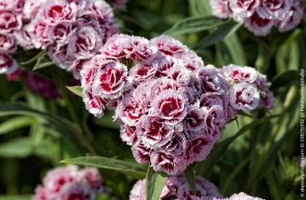 Gartenarbeit im August