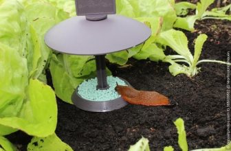Schneckenfalle im Garten