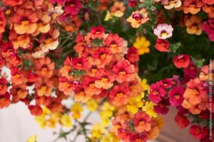 Elfenspiegel Nemesia strumosa