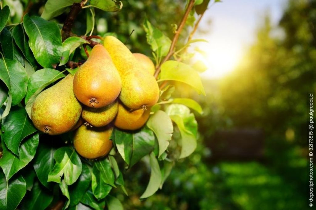 Birnbaum im Garten | Gartenhelden-Online