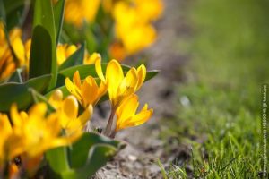 Krokusse