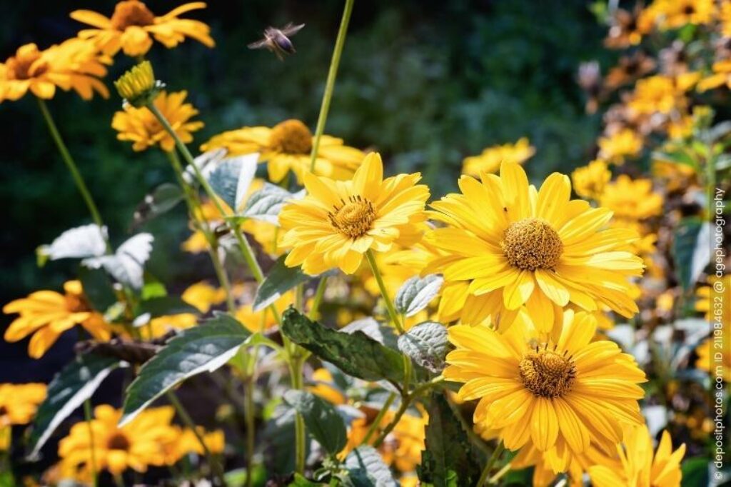 Arnika Arnica montana