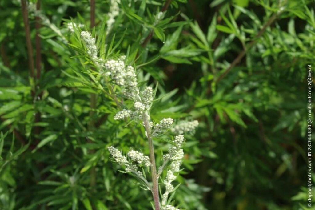 Beifuß Artemisia vulgaris