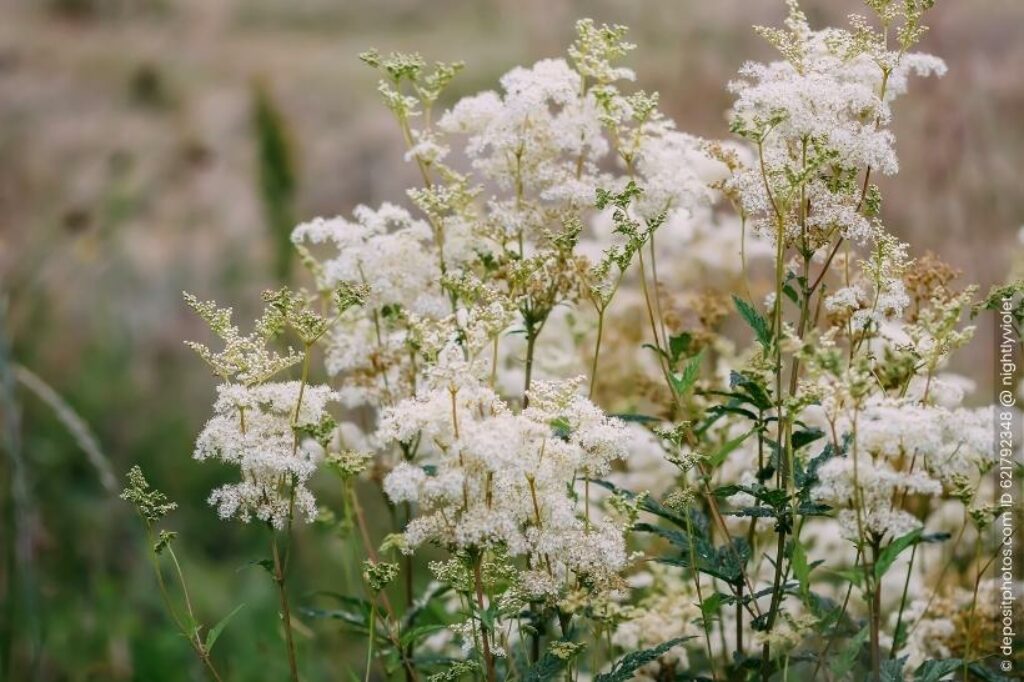 Echtes Mädesüß Filipendula ulmaria