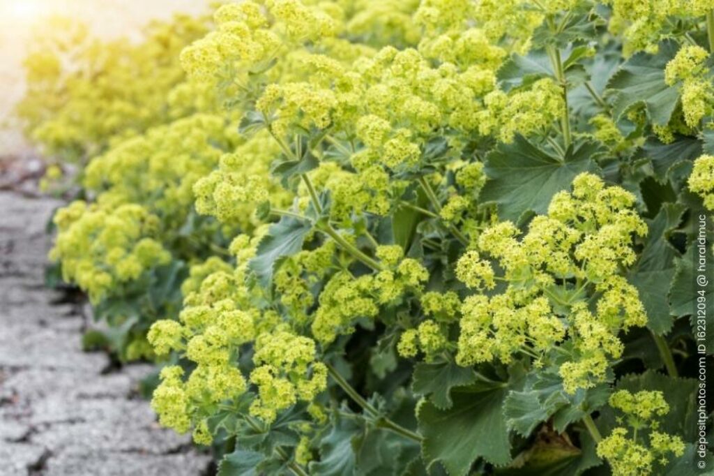 Frauenmantel Alchemilla