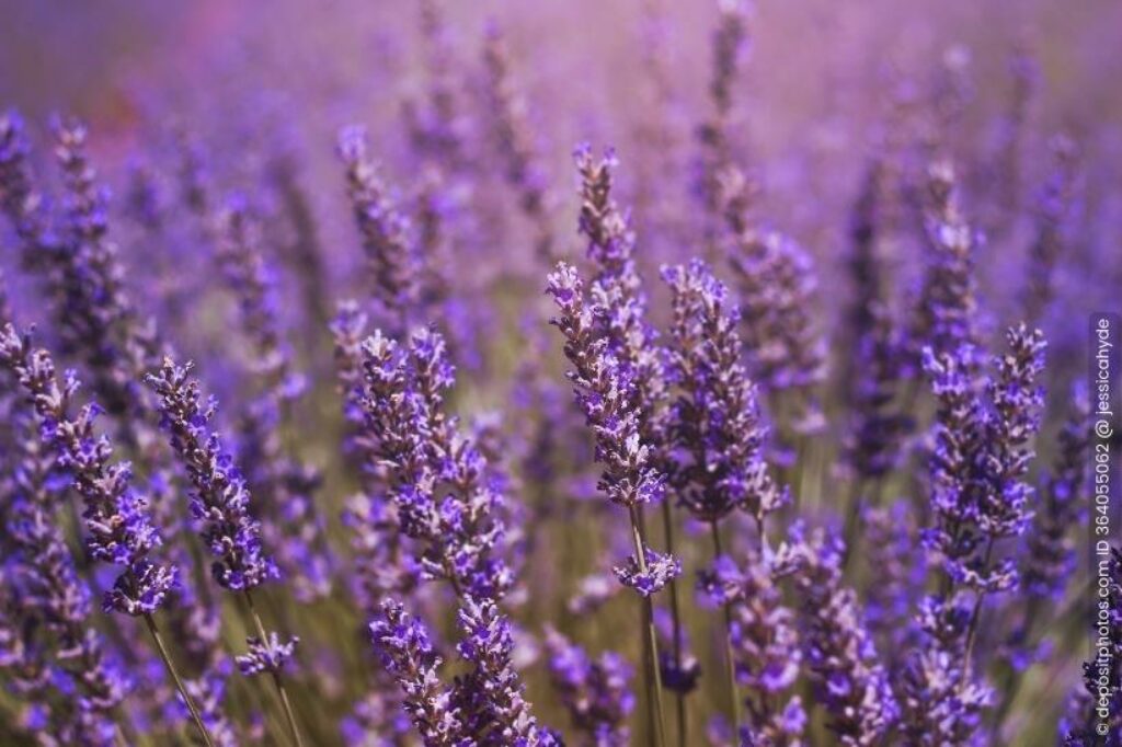 Lavendel Lavandula angustifolia
