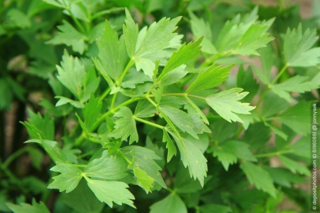 Liebstöckel Levisticum officinale