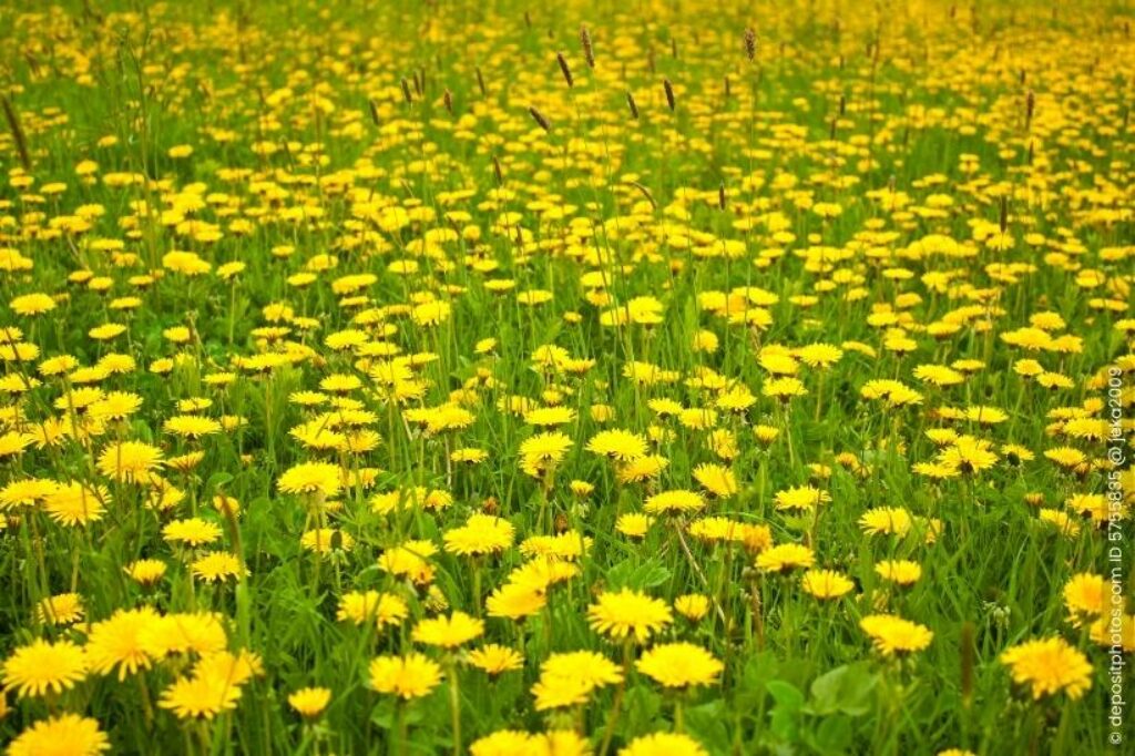 Löwenzahn Taraxacum