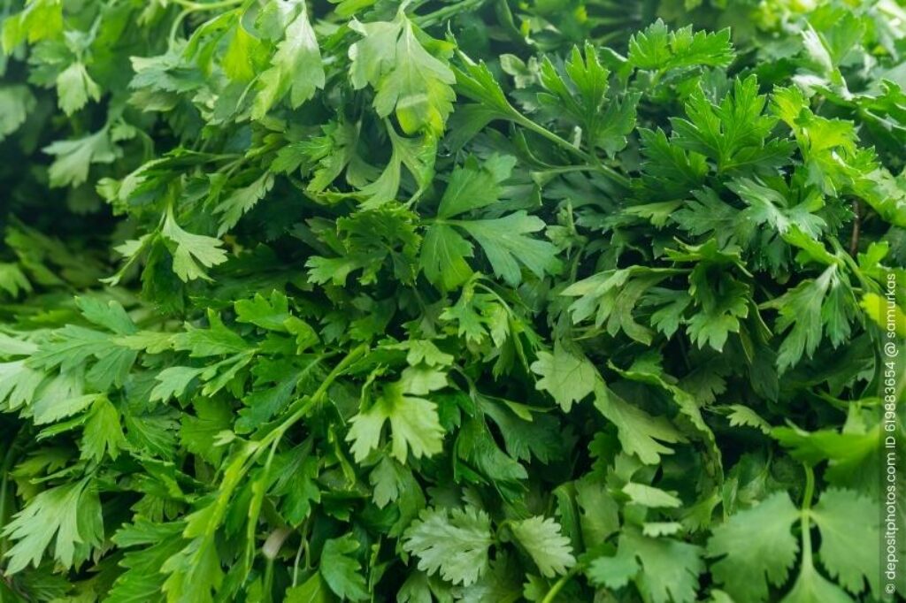 Petersilie Petroselinum crispum