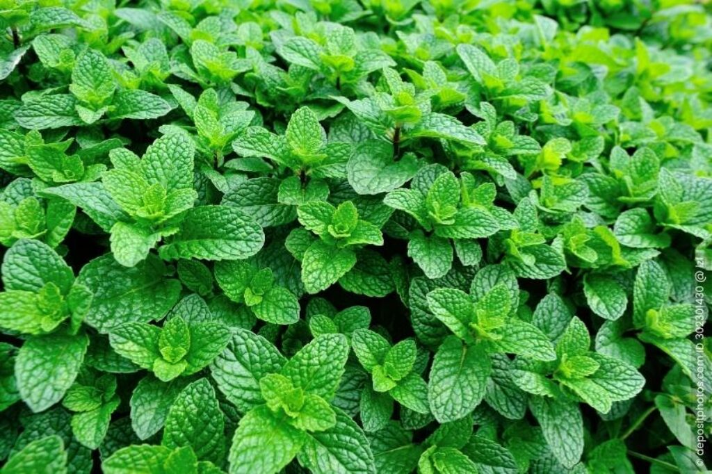 Pfefferminze Mentha × piperita