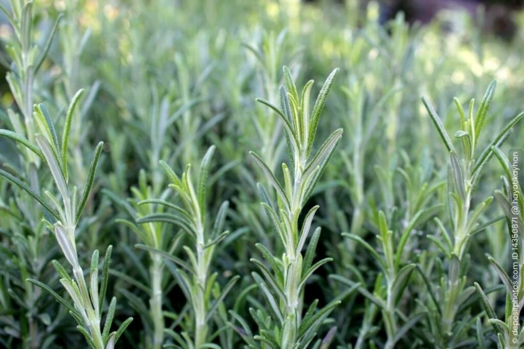 Rosmarin Salvia rosmarinus