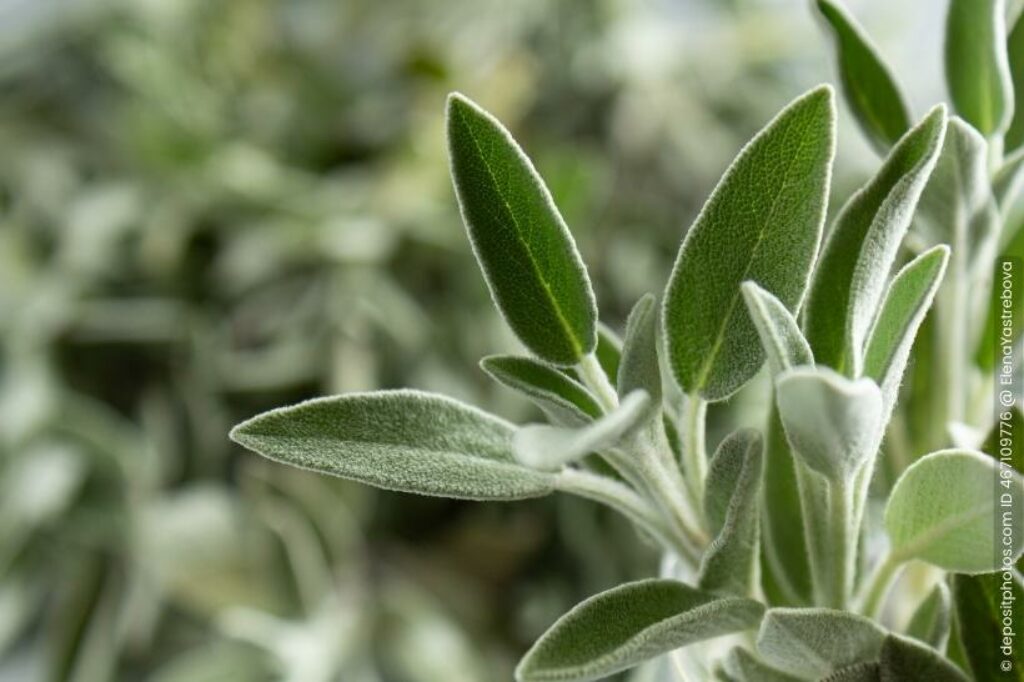 Salbei Salvia