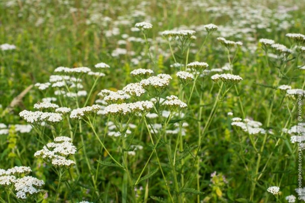 Schafgarbe Achillea millefolium