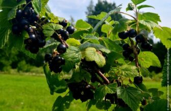 Schwarze Johannisbeere schneiden