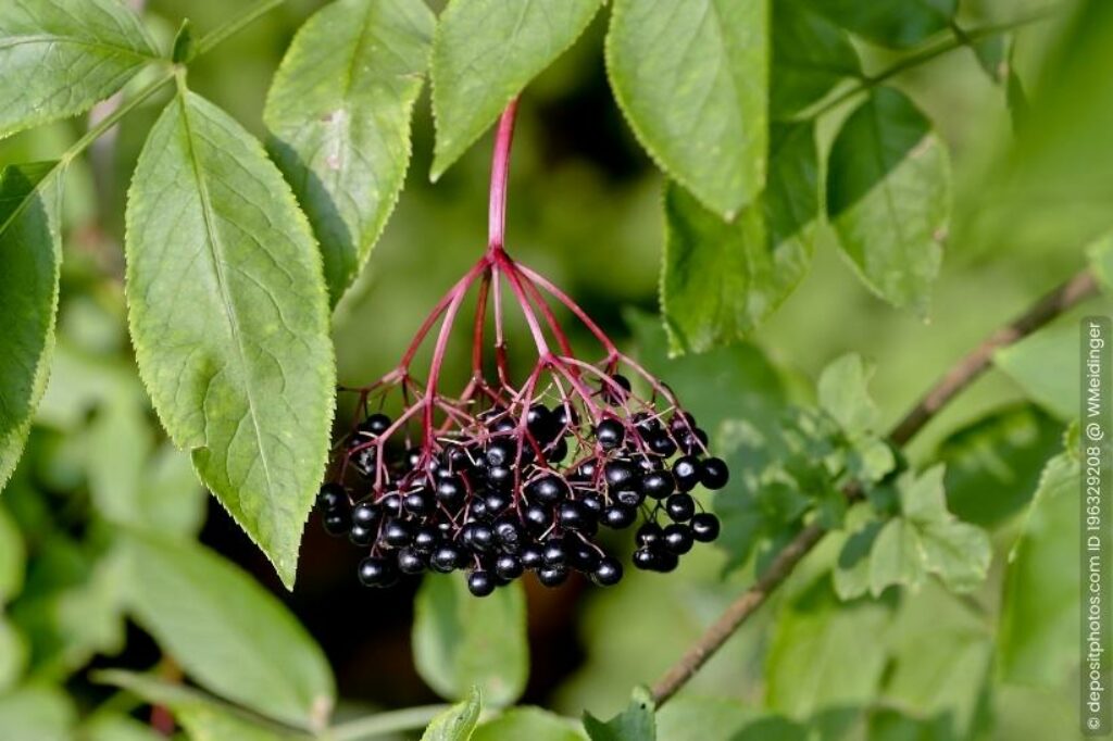 Schwarzer Holunder Sambucus nigra
