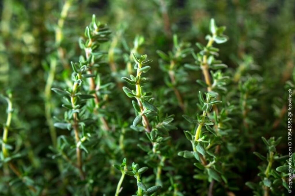 Thymian Thymus vulgaris