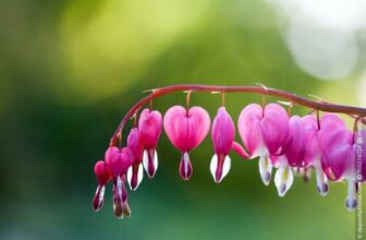 Tränendes Herz schneiden