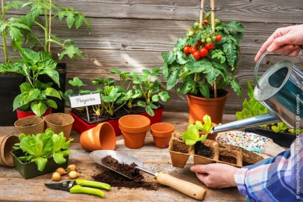 Anzucht Garten Samenkauf