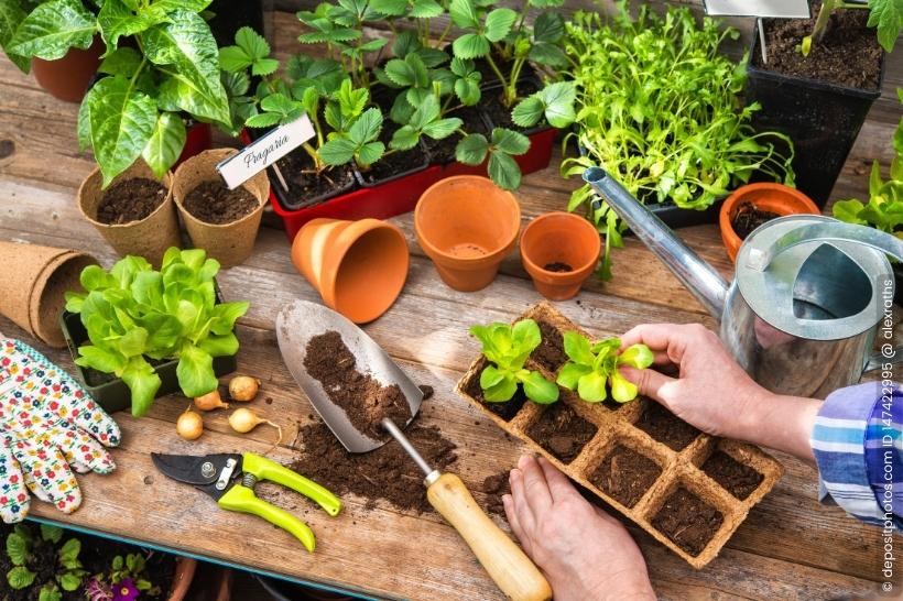 Anzucht für den Garten