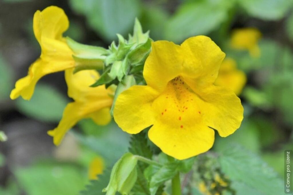 44+ Gauklerblume Gefleckt Teich, Ja, gauklerblumen eignen sich gut